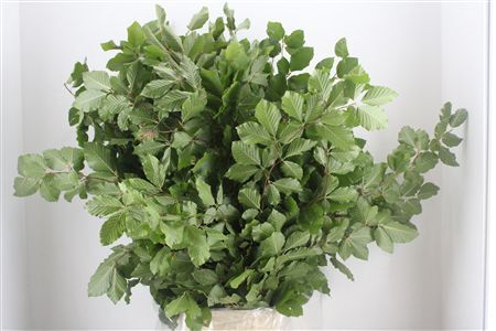Beuk Naturel P Bunch