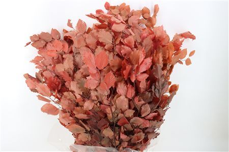 Pres Beuk Lilac P Bunch
