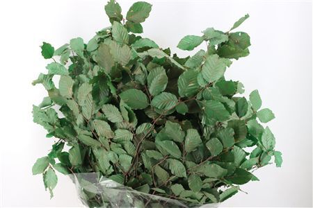 Pres Beuk Green P Bunch