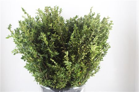 Buxus Green P Bunch