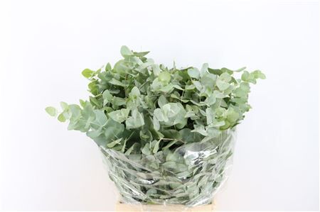 Euca Cinerea Short 150gr P Bunch