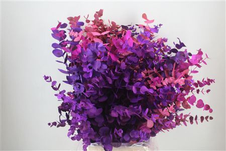 Euca Cinerea Mix Pink P Bunch