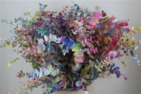 Euca Cinerea Picasso 200gr P Bunch