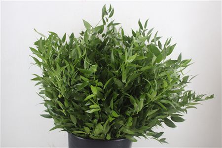 Ruscus Short 300gram P Bunch