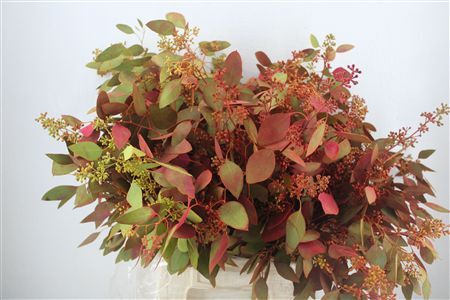 Euca Populus Berry 200gr De Luxe P Bunch