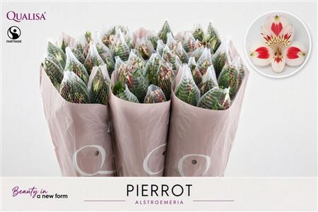 Alstr Pierrot ( Bi Color ) Ec