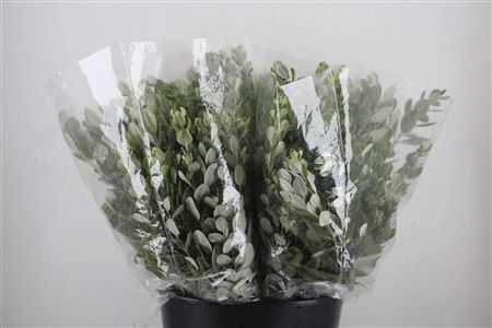 Pittosp Ralphi Leaves 200gr P Bunch