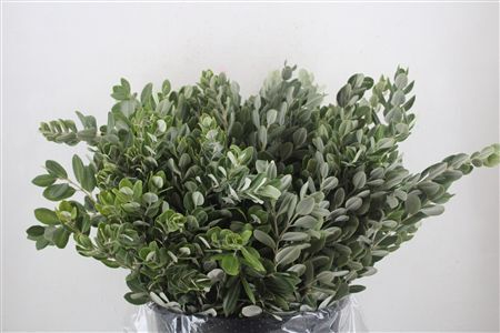 Pittosp Ralphi Leaves 400gr P Bunch