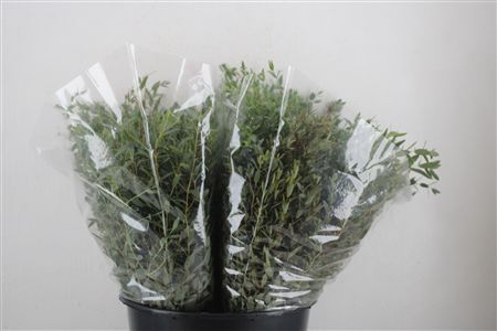 Euca Parvifolia Short 150gr P Bunch