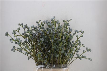Euca Boule 300gram P Bunch