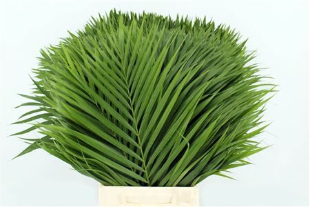Chrysalidocarpus Lutescens