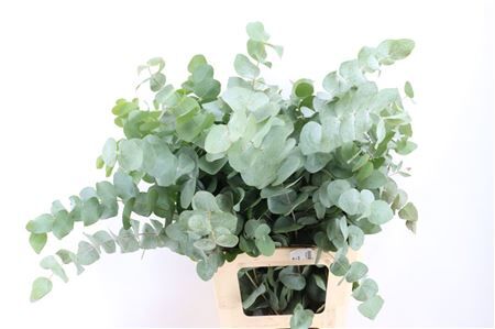 Euca Cinerea 200gr P Bunch