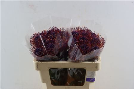 Leuco Klbh Aubergine