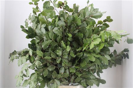 Beuk Naturel P Bunch