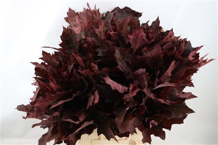 Quercus Red Opgetrokken
