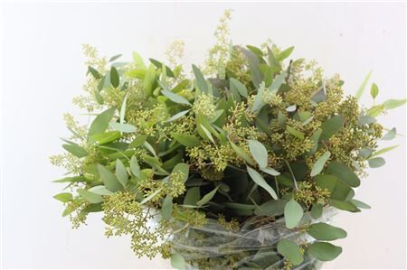 Euca Populus Berry 200gr P Bunch