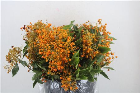Pittosp Rombifolia P Bunch