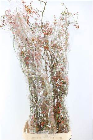 Rosa Corallo 150cm Ptk