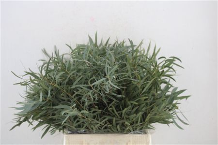 Euca Nicoly Short 150gr P Bunch