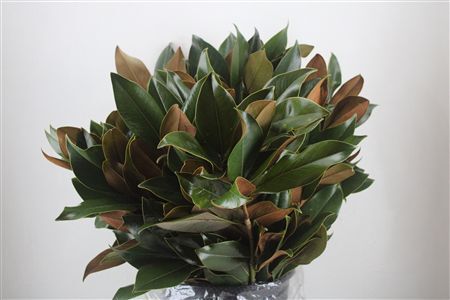 Magnolia P Bunch