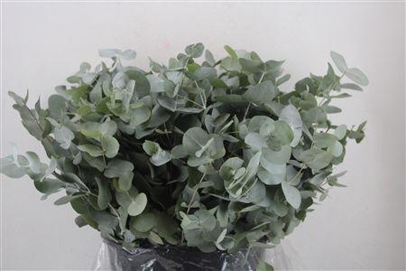 Euca Cinerea Short 300gr P Bunch