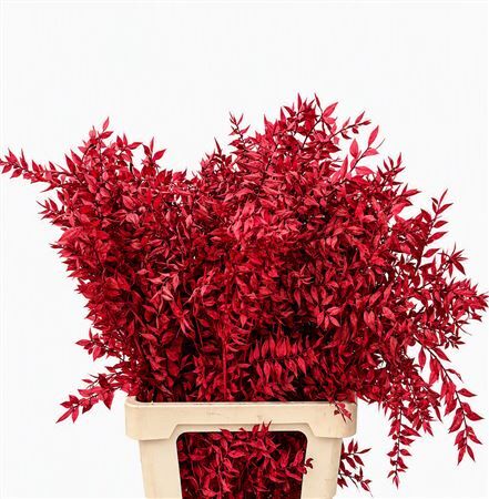 Pres Ruscus Bordeaux P Stem