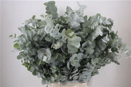 Euca Cinerea 300gr P Bunch