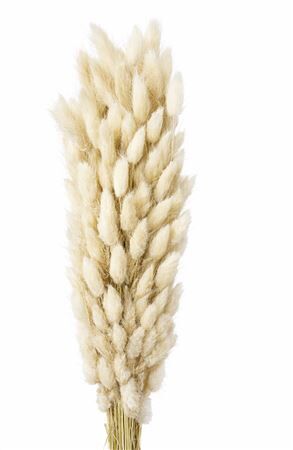 Dried Lagurus Bleached 100gr Bunch