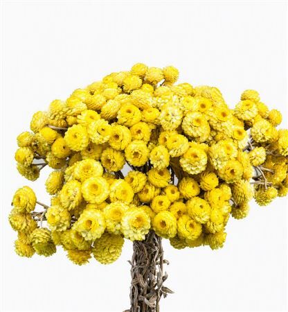 Dried Immortellen Yellow Bunch