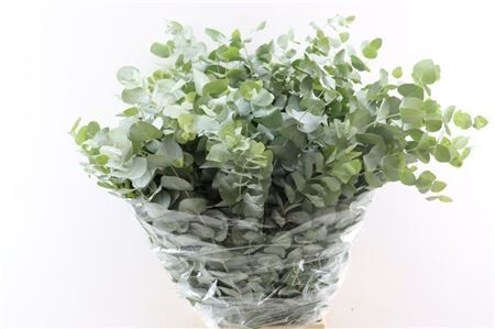 Euca Cinerea 300gr P Bunch