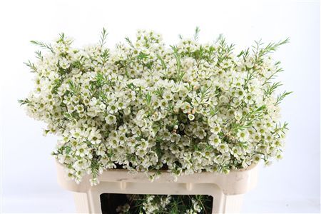 Chame Ivory Pearl White