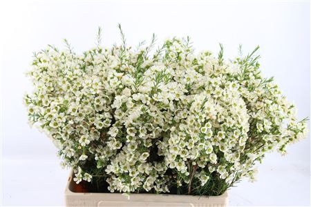 Chame Ivory Pearl White