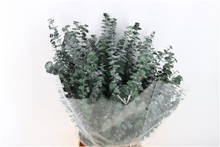 Pres Euca Baby Blue Green P Bunch