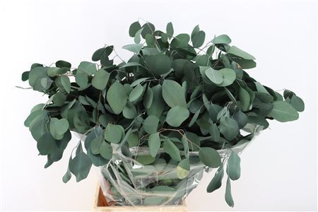 Pres Euca Populus Green 150gr P Bunch