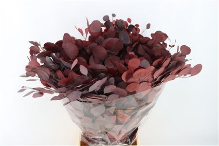 Pres Euca Populus Red P Bunch