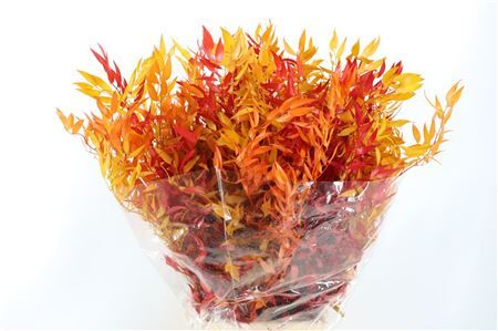 Pres Ruscus Herfst P Bunch