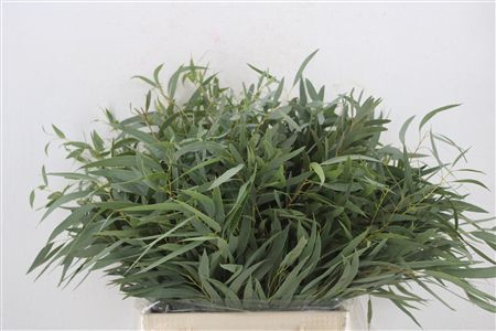 Euca Nicoly Short 150gr P Bunch