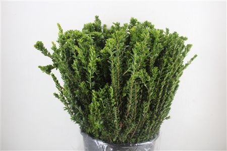Myrthe Tarantino P Bunch