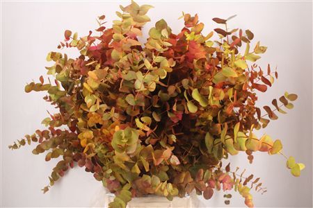 Euca Cinerea De Luxe 200gr P Bunch