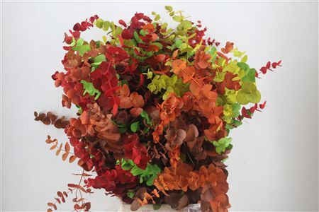 Euca Cinerea Harelquino Mix 200gr P Bunch