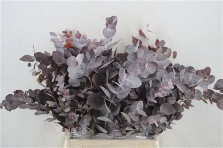 Euca Cinerea Short Red Abs 150gr P Bunch