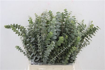 Euca Baby Blue Short 150gr P Bunch