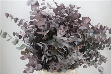 Euca Cinerea Red Abs P Bunch
