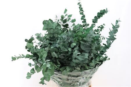 Pres Euca Stuartiana Ex Green Wood Bunch