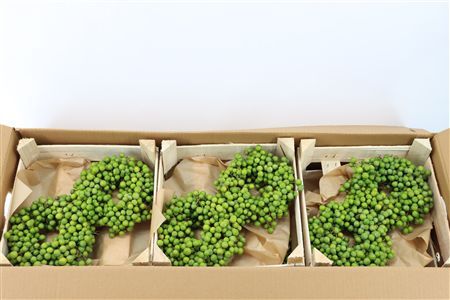 Wr Sierfruit Lilac De Chine 20cm