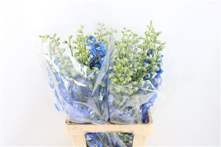 Delph Du Aurora Blue
