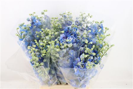 Delph Du Aurora Blue