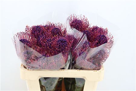 Leuco Klbh Dark Lilac