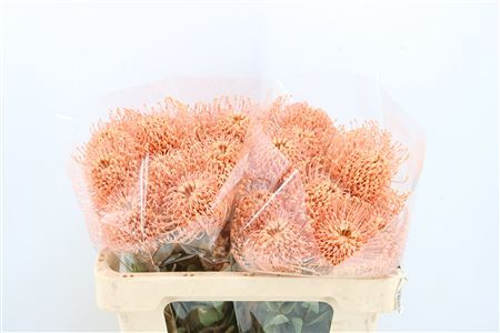 Leuco Klbh Apricot