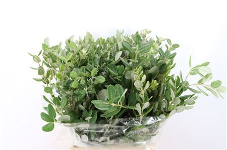 Pittosp Ralphi Leaves 200gr P Bunch